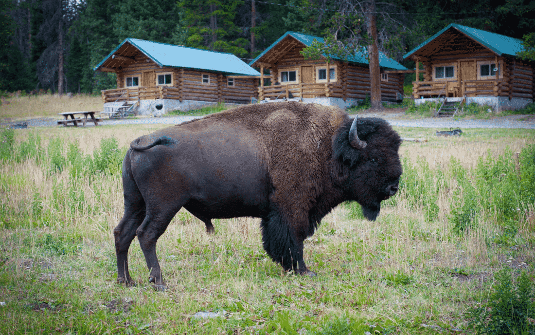 yellowstone park lodging e1574813016544
