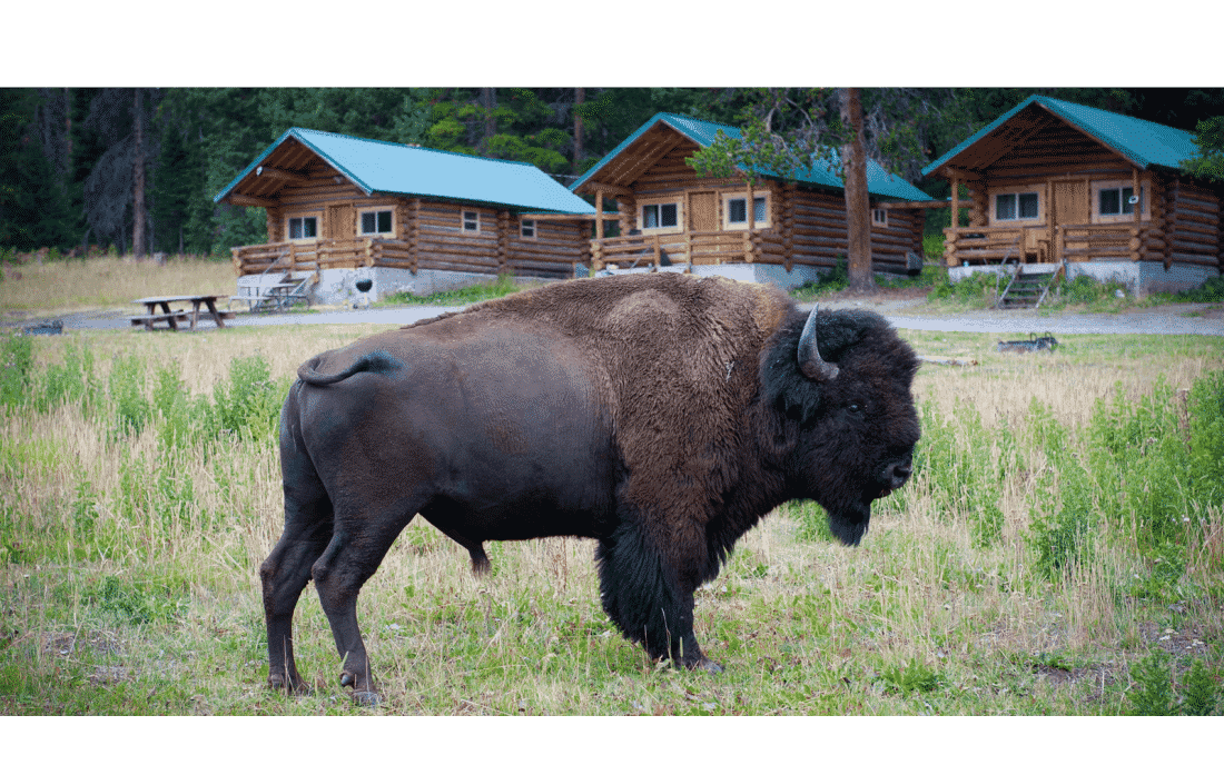 yellowstone park cabins2 e1574813048479
