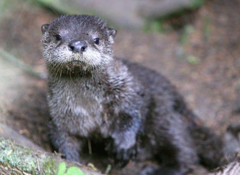 babby otter at trout lake