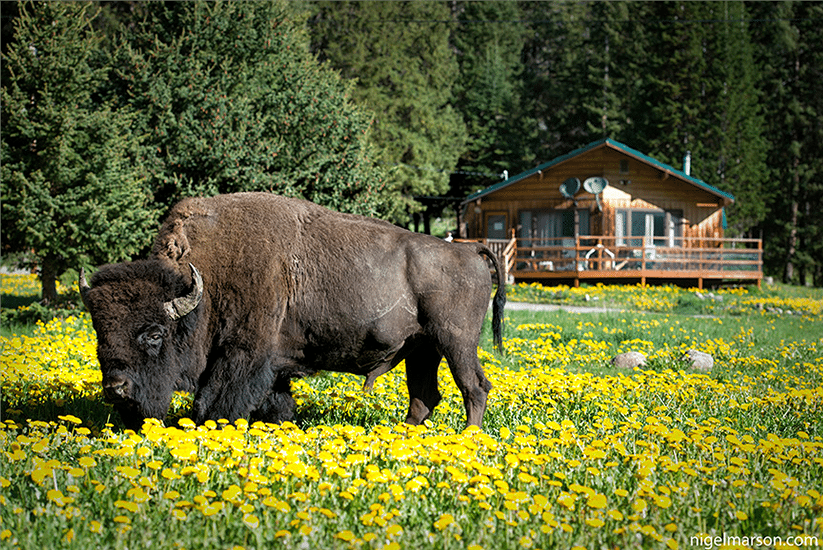 bisondandelion copy