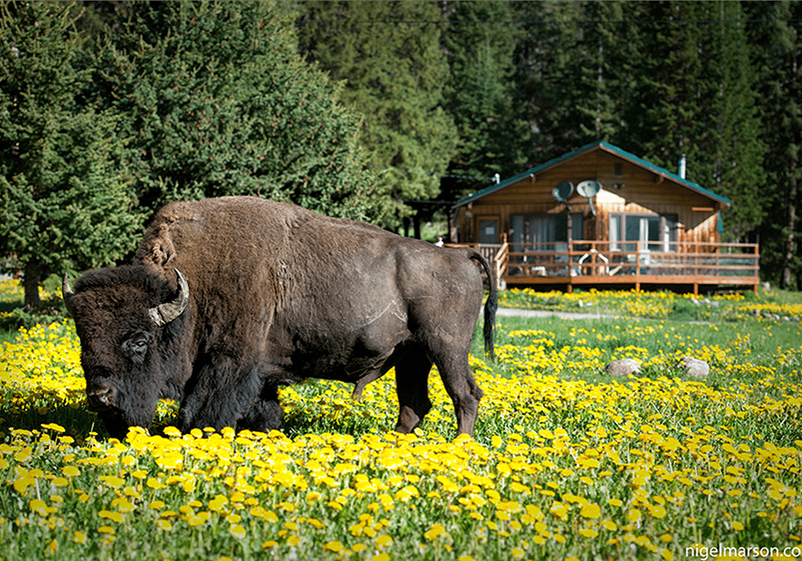 bisondandelion copy