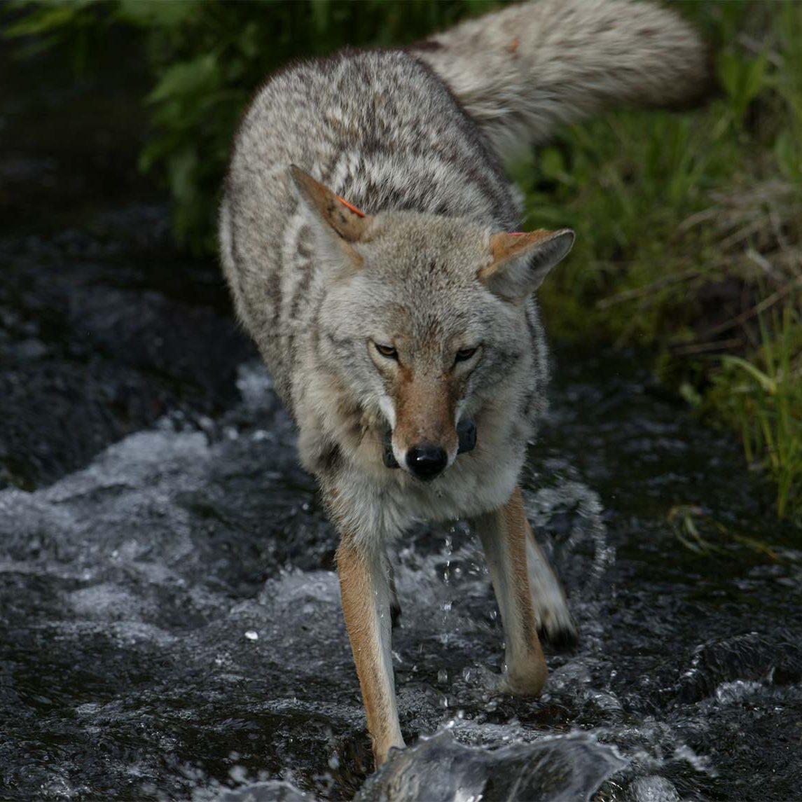 lamar_valley_wolves